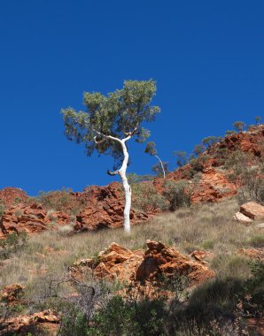  sakız ağacı Batı Mac aralıklardaki hayalet