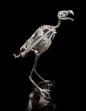 Amerikan peregrine falcon