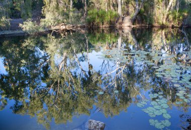 Acı Springs Mataranka Kuzey toprakları