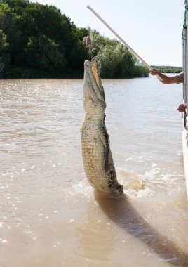 Timsahlar aidelaide river Avustralya atlama