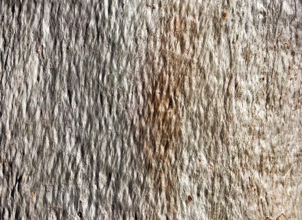 Fondo del árbol de goma — Foto de Stock