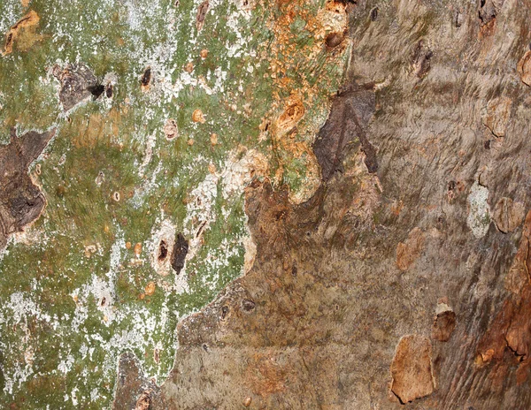 Fondo del árbol de goma — Foto de Stock