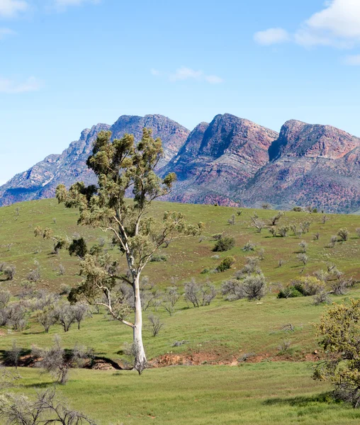 Scène in flinders ranges Australië — Stockfoto