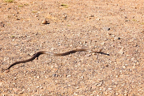 Brązowy wąż — Zdjęcie stockowe