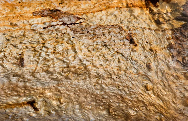 Tree bark texture — Stock Photo, Image