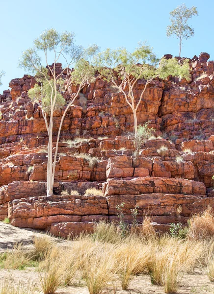 Osamělý vnitrozemí pouště stromu Austrálie — Stock fotografie