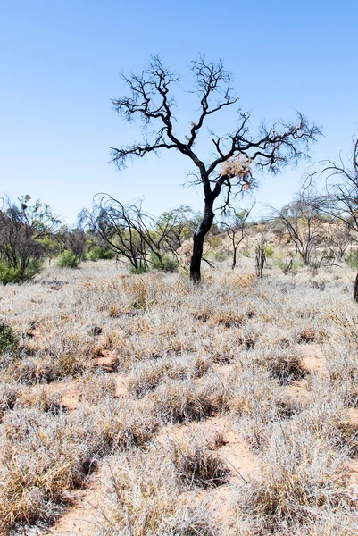 孤独的内陆沙漠树澳大利亚 — 图库照片