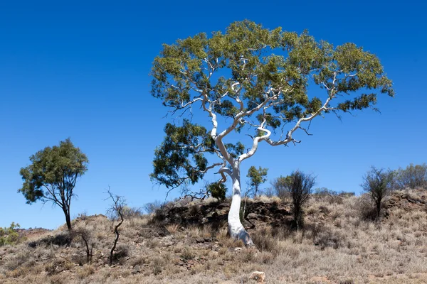 Goma fantasma australia — Foto de Stock