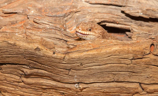 Gidgee scinque lézard — Photo