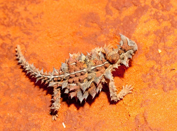 Espinhoso diabo lagarto austrália — Fotografia de Stock