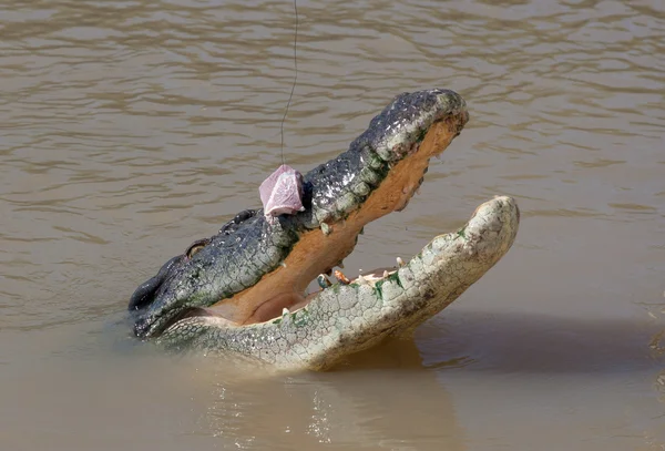 Jumping crocodilos Rio Aidelaide Austrália — Fotografia de Stock