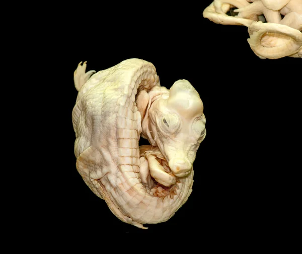 ワニの胚の変形 — ストック写真