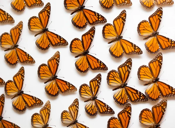 Butterflies — Stock Photo, Image