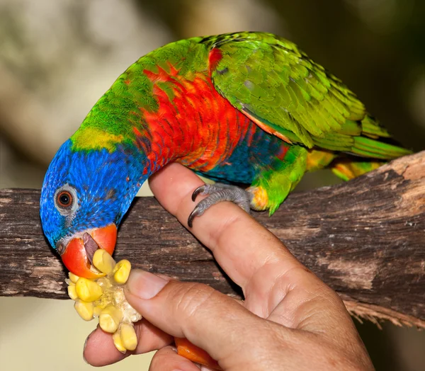 Fräcka lorikeet — Stockfoto