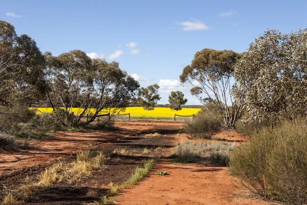 Farm scene australia — Stock Photo, Image