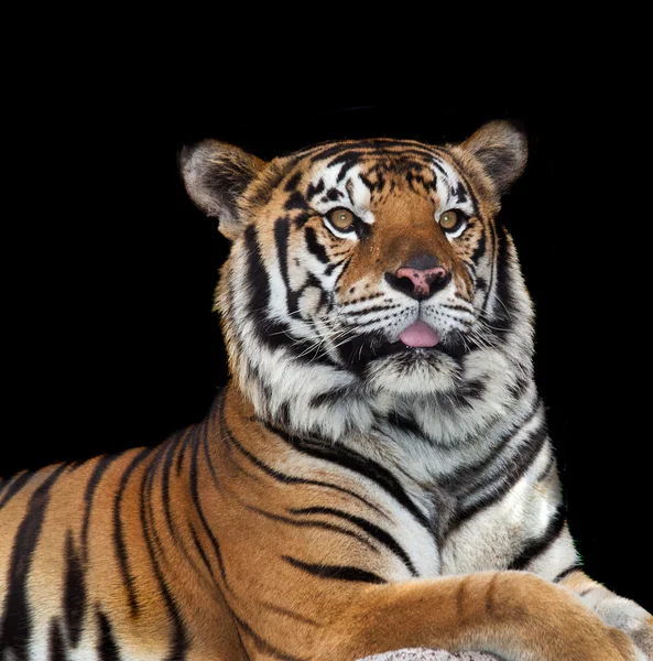 Mächtiger Tiger — Stockfoto