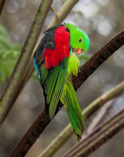 Papagaio-de-asa-vermelha — Fotografia de Stock