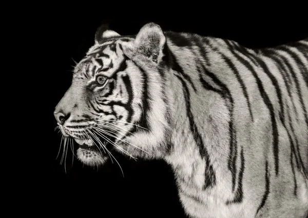 Tigre majestoso — Fotografia de Stock