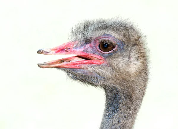 Fecho da avestruz — Fotografia de Stock