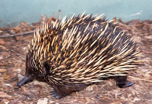 Kolczaste echidna — Zdjęcie stockowe