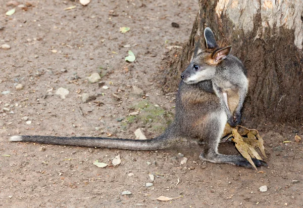 Pademelon czerwonoszyi kangur niemowlęcia — Zdjęcie stockowe