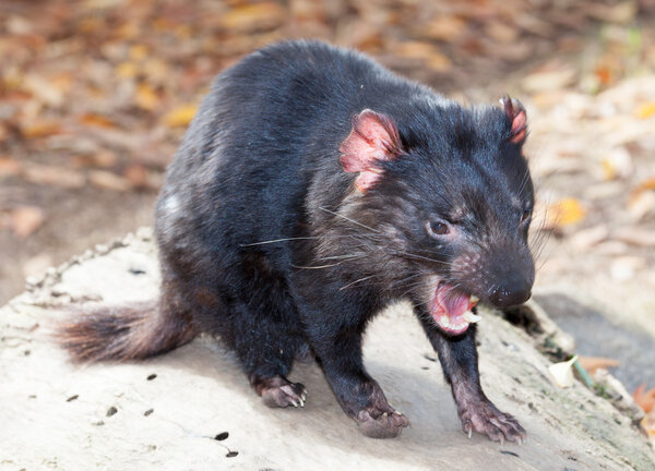 Тасманийский дьявол
