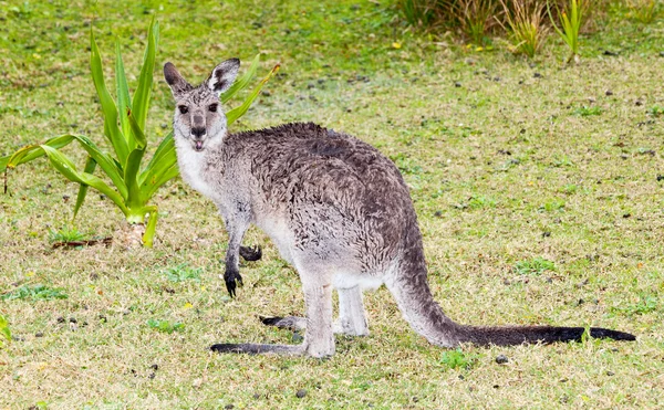 Natte kangoeroe — Stockfoto