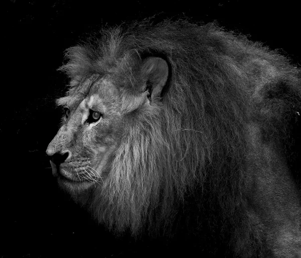 Majestueuze Leeuw — Stockfoto