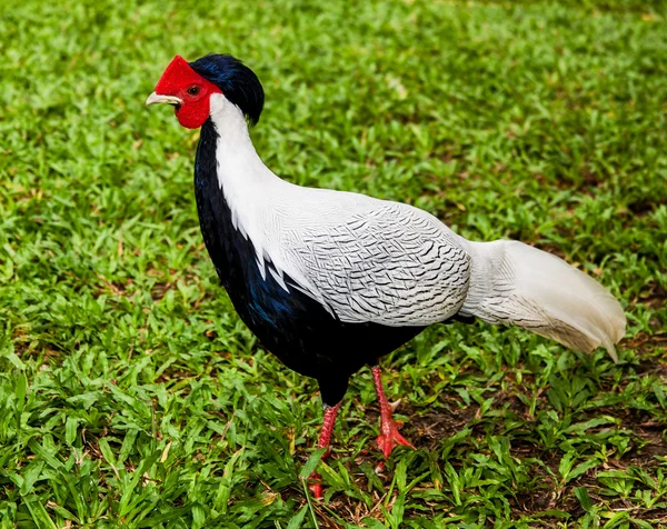 Silver pheasant — Stock Photo, Image