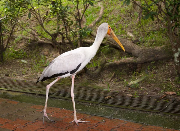 Yellow billed stork — Stock Photo, Image