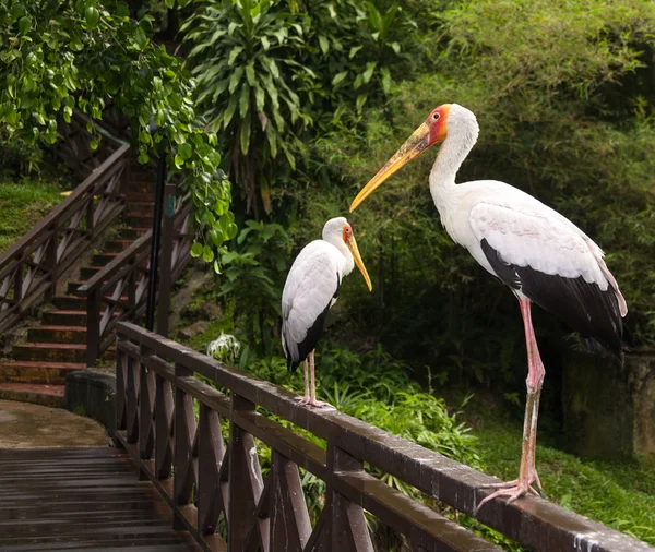 Yellow billed stork — Stock Photo, Image