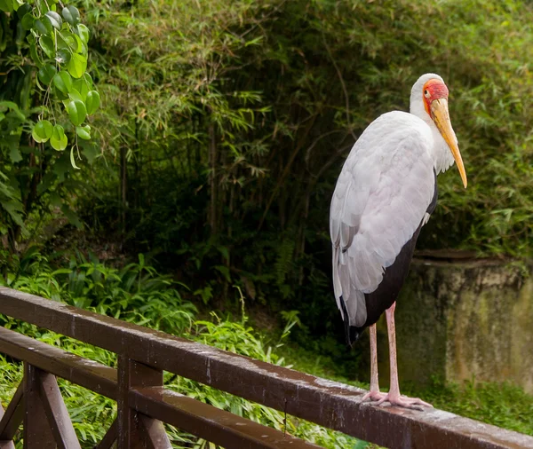 Yellow billed stork — Stock Photo, Image