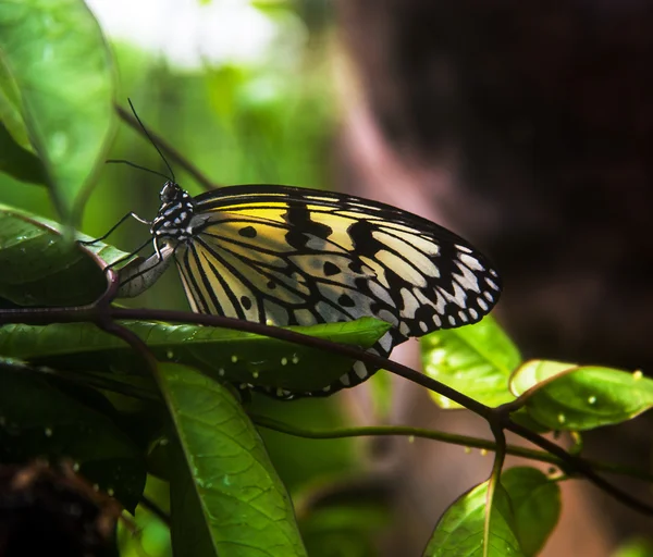 Paperkite papillon — Photo
