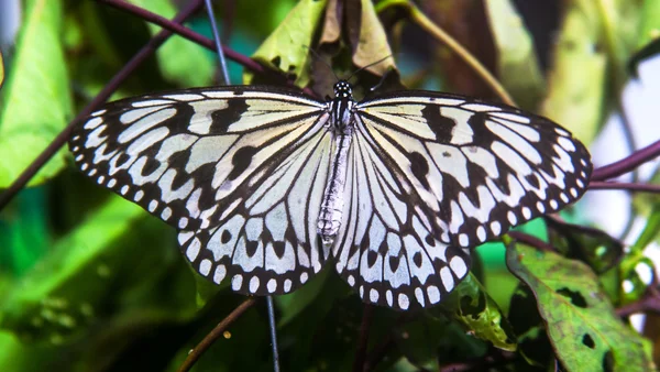 Vlinder Paperkite — Stockfoto