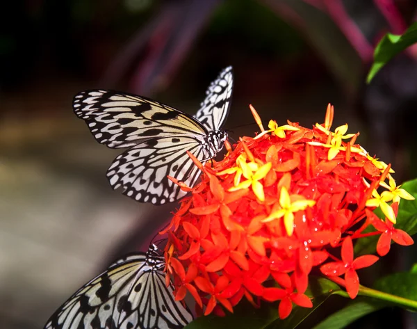 Butterfly — Stock Photo, Image