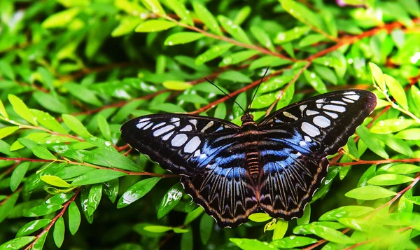 Papillon bleu bagué — Photo