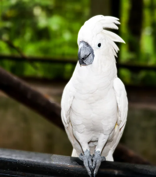 Papagaio exótico — Fotografia de Stock