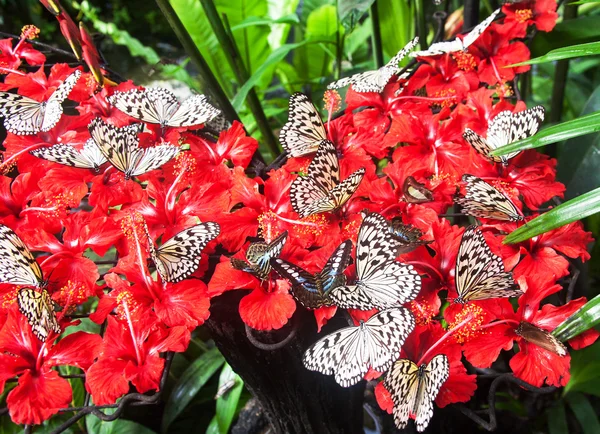 Butterfly — Stock Photo, Image