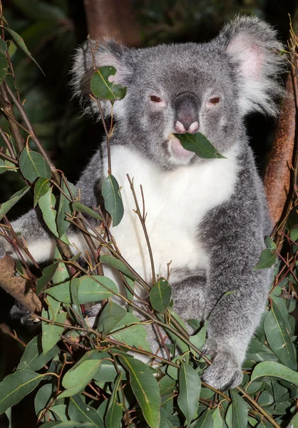 Cute koala kauwen blad — Stockfoto