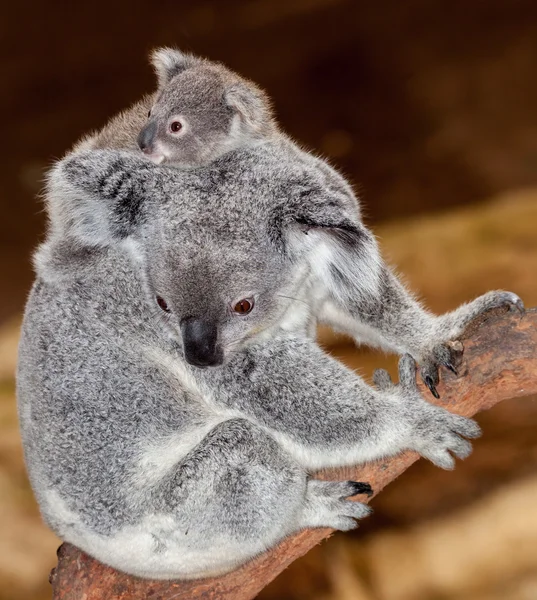 Koala til spedbarn – stockfoto