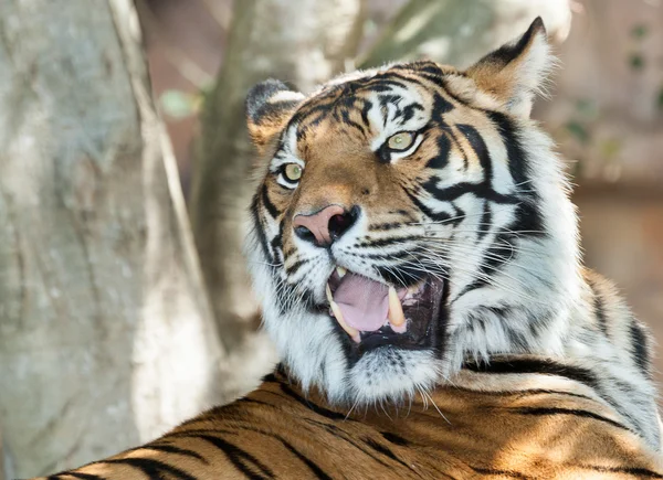 Tigre rosnando — Fotografia de Stock