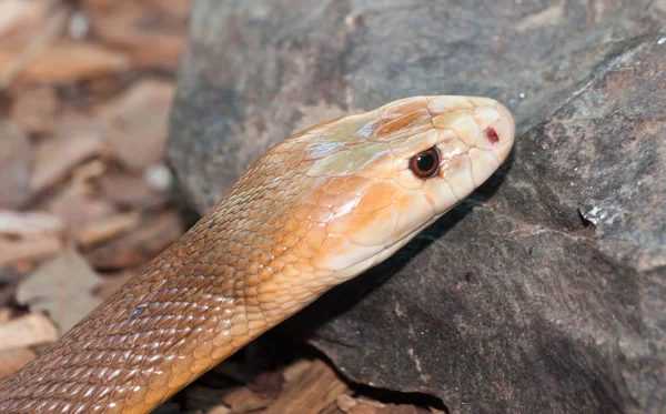 Cobra de taipan — Fotografia de Stock