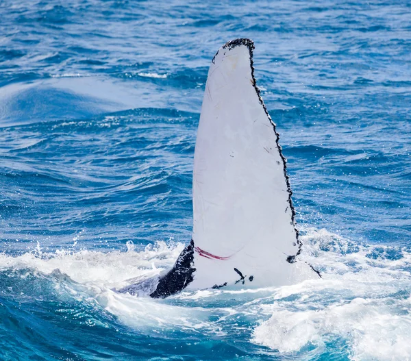 Beautiful whale — Stock Photo, Image