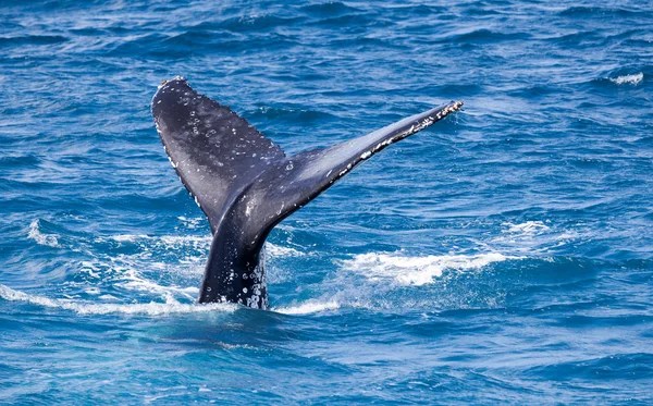 Beautiful whale — Stock Photo, Image