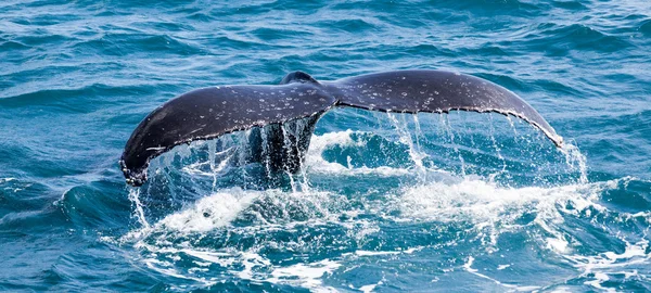 Hermosa ballena — Foto de Stock