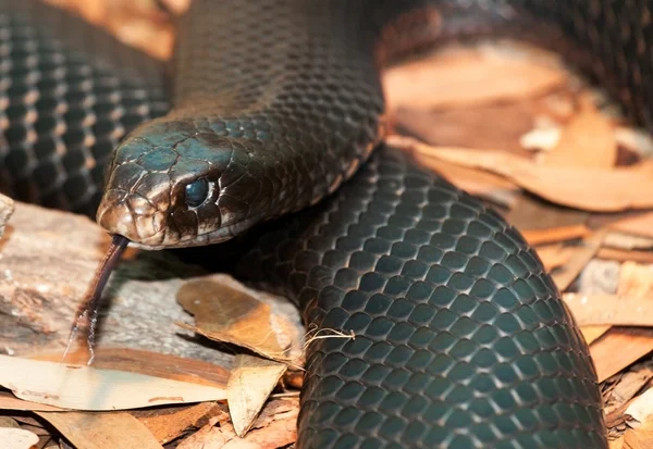 Red bellied black snack — Stock Photo, Image