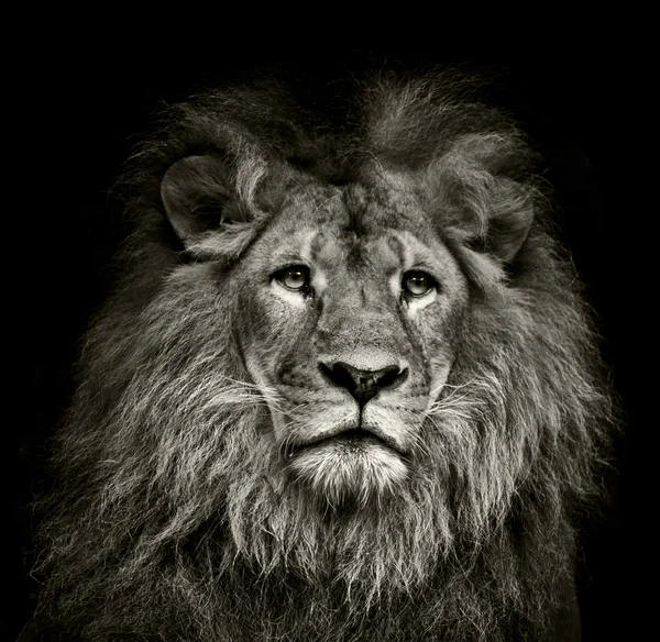 Сумно лев Ліцензійні Стокові Фото