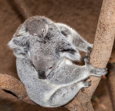 bir ağaçta Koala