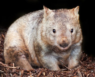 Kıllı burunlu wombat