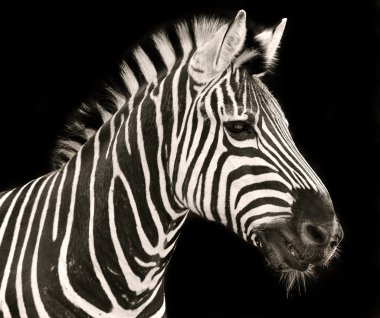 Zebra kafa